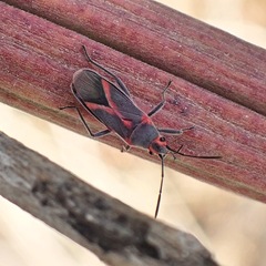 Caenocoris nerii