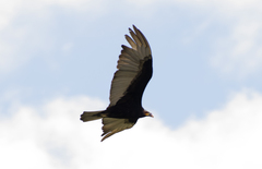 Cathartes burrovianus