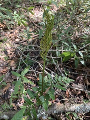 Sceptridium biternatum