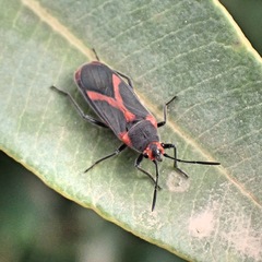 Caenocoris nerii