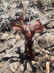 Aphyllon fasciculatum