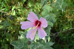 Hibiscus grandiflorus