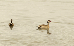Amazonetta brasiliensis