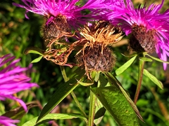 Centaurea phrygia