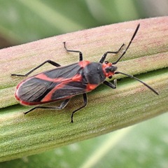 Caenocoris nerii