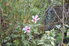 Hibiscus grandiflorus