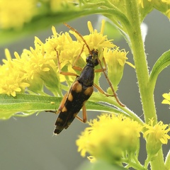 Strangalia attenuata