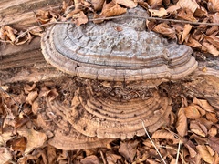 Ganoderma applanatum