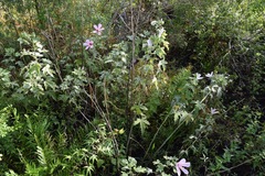 Hibiscus grandiflorus