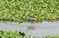 Himantopus mexicanus
