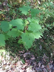 Smallanthus uvedalia