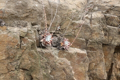 Dudleya pulverulenta
