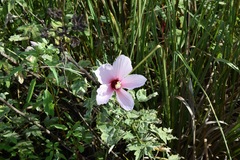 Hibiscus grandiflorus