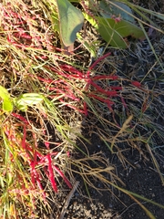 Russelia equisetiformis