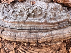Ganoderma applanatum