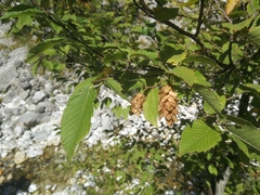 Ostrya carpinifolia