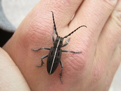 Dorcadion quadrimaculatum