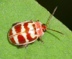 Alagoasa rufina