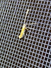 Caloptilia packardella