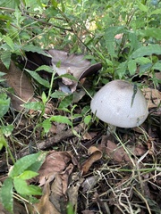 Agaricus