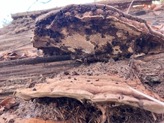 Ganoderma applanatum