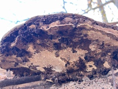 Ganoderma applanatum