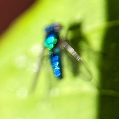 Condylostylus mundus