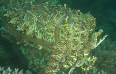 Sepia latimanus