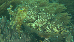 Sepia latimanus