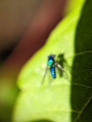 Condylostylus mundus