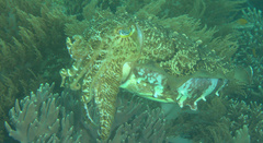 Sepia latimanus