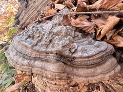 Ganoderma applanatum