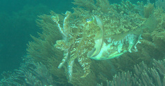 Sepia latimanus