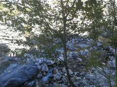 Ostrya carpinifolia