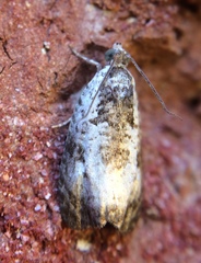 Olethreutes malana