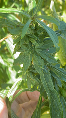 Rhopalomyia solidaginis