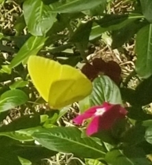 Phoebis sennae