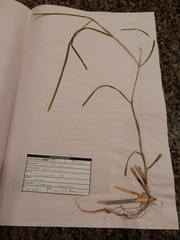 Potamogeton zosteriformis