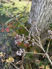 Ligustrum sinense