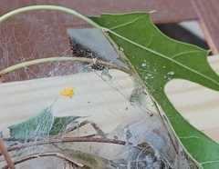Latrodectus geometricus