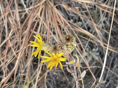 Heterotheca villosa
