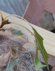 Latrodectus geometricus