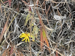 Heterotheca villosa