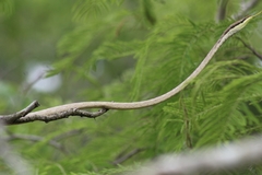 Oxybelis potosiensis