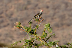 Tockus erythrorhynchus