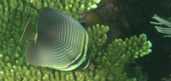 Chaetodon baronessa