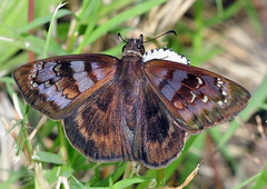 Ephyriades brunnea brunnea