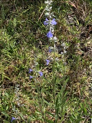 Salvia azurea