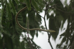 Oxybelis potosiensis