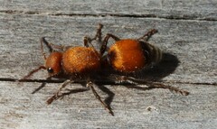 Dasymutilla bioculata